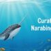 Narwhal Gift : Curating an Underwater Adventure!